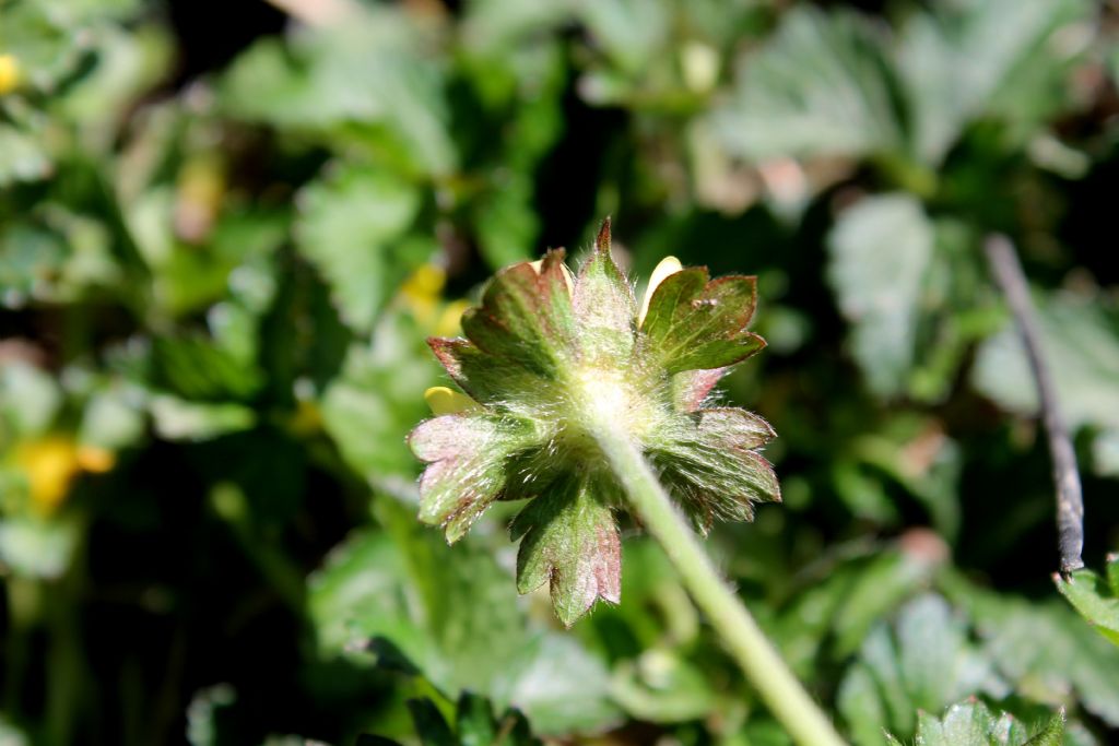 Settimo Rottaro (TO) - Duchesnea indica